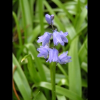 Hyacinthoides non-scripta Chouard, subsp Non-Scripta X Hispanica, Miller Kerguelen (4)